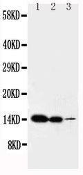 Anti-IL-2 antibody, PA1466, Western blotting
Lane 1: Recombinant Mouse IL-2 Protein 10ng 
Lane 2: Recombinant Mouse IL-2 Protein 5ng
Lane 3: Recombinant Mouse IL-2 Protein 2.5ng