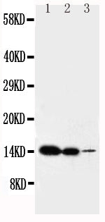 Anti-IL-2 antibody, PA1466, Western blotting
Lane 1: Recombinant Mouse IL-2 Protein 10ng 
Lane 2: Recombinant Mouse IL-2 Protein 5ng
Lane 3: Recombinant Mouse IL-2 Protein 2.5ng