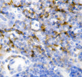 Anti-Interleukin-7 IL7 Antibody Picoband®