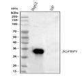 Anti-IGFBP1 Antibody Picoband®