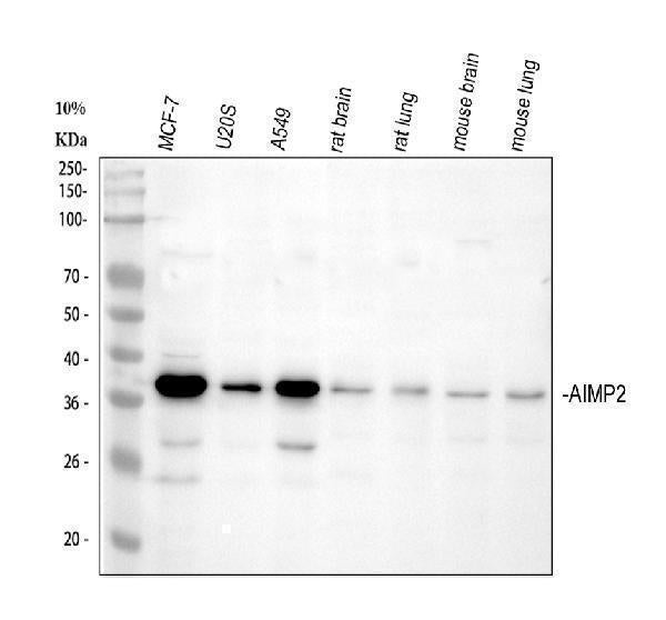 Anti-AIMP2/p38 Antibody Picoband®