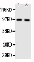 Anti-Toll-like receptor 4 TLR4 Antibody Picoband®