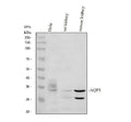 Anti-Aquaporin 3/AQP3 Antibody Picoband®