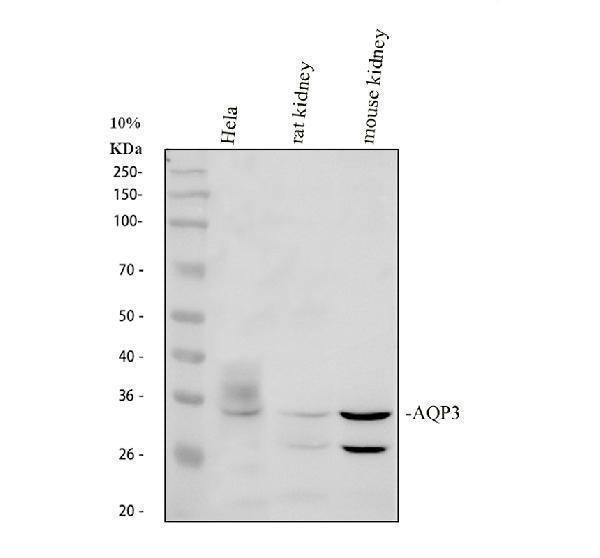 Anti-Aquaporin 3/AQP3 Antibody Picoband®