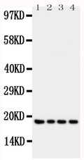 Anti-IFN gamma antibody, PA1493, Western blotting
All lanes: Anti IFN gamma (PA1493) at 0.5ug/ml
Lane 1: Recombinant Human IFN gamma Protein 10ng
Lane 2: Recombinant Human IFN gamma Protein 5ng
Lane 3: Recombinant Human IFN gamma Protein 2.5ng
Lane 4: Recombinant Human IFN gamma Protein 1.25ng
Predicted bind size: 19KD
Observed bind size: 19KD