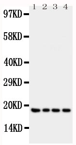 Anti-IFN gamma antibody, PA1493, Western blotting
All lanes: Anti IFN gamma (PA1493) at 0.5ug/ml
Lane 1: Recombinant Human IFN gamma Protein 10ng
Lane 2: Recombinant Human IFN gamma Protein 5ng
Lane 3: Recombinant Human IFN gamma Protein 2.5ng
Lane 4: Recombinant Human IFN gamma Protein 1.25ng
Predicted bind size: 19KD
Observed bind size: 19KD