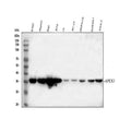 Anti-APE1/APEX1 Antibody Picoband®