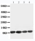 Anti-Apelin antibody, PA1501, Western blotting
Working concentration of primary antibody: 0.5 μg/ml; 40μg protein was loaded. 
Lane 1: U87 Cell Lysate
Lane 2: MCF-7 Cell Lysate
Lane 3: HELA Cell Lysate
Lane 4: MM453 Cell Lysate
