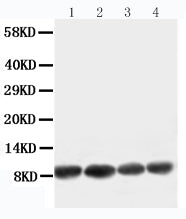 Anti-Apelin antibody, PA1501, Western blotting
Working concentration of primary antibody: 0.5 μg/ml; 40μg protein was loaded. 
Lane 1: U87 Cell Lysate
Lane 2: MCF-7 Cell Lysate
Lane 3: HELA Cell Lysate
Lane 4: MM453 Cell Lysate