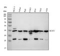 Anti-BCAT2 Antibody Picoband®