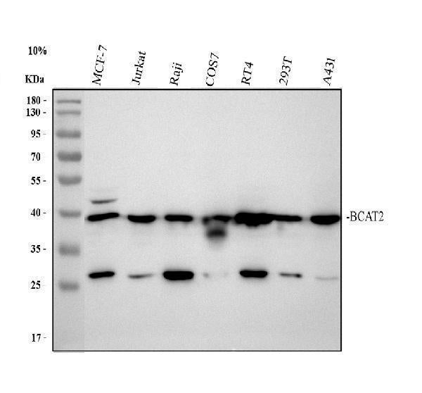 Anti-BCAT2 Antibody Picoband®