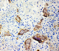 Anti-Bone Sialoprotein/IBSP Antibody Picoband®