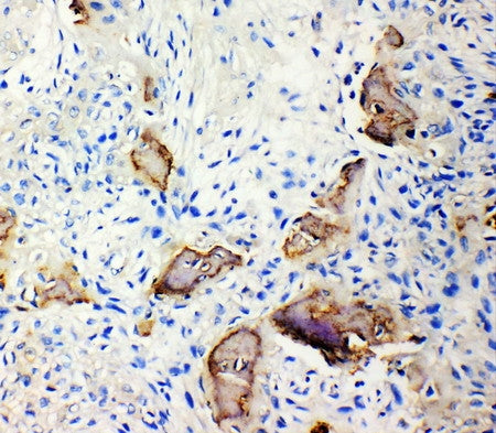Anti-Bone Sialoprotein/IBSP Antibody Picoband®