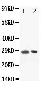 Anti-BOB1 antibody, PA1506, Western blotting
Lane: Rat Spleen Tissue Lysate