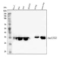 Anti-Annexin A3/ANXA3 Antibody Picoband®