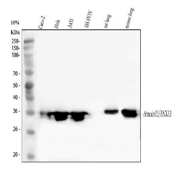 Anti-Annexin A3/ANXA3 Antibody Picoband®
