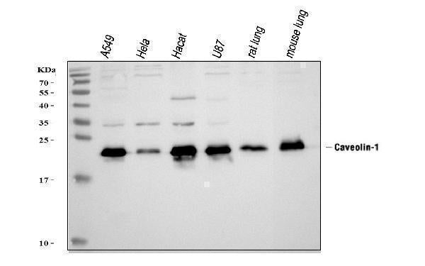 Anti-Caveolin-1/CAV1 Antibody Picoband®