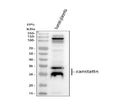 Anti-Canstatin Antibody Picoband®