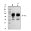 Anti-CD147/BSG Antibody Picoband®