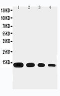Anti-Eotaxin antibody, PA1531, Western blotting
Lane 1: Recombinant mouse Eotaxin Protein 10ng 
Lane 2: Recombinant mouse Eotaxin Protein 5ng
Lane 3: Recombinant mouse Eotaxin Protein 2.5ng

Lane 4: Recombinant mouse Eotaxin Protein 1.25ng