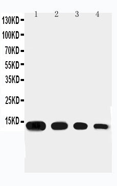Anti-Eotaxin antibody, PA1531, Western blotting
Lane 1: Recombinant mouse Eotaxin Protein 10ng 
Lane 2: Recombinant mouse Eotaxin Protein 5ng
Lane 3: Recombinant mouse Eotaxin Protein 2.5ng

Lane 4: Recombinant mouse Eotaxin Protein 1.25ng