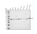 Anti-BCAT1 Antibody Picoband®