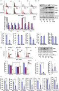 Anti-Cyclin-dependent kinase 1 CDK1 Antibody Picoband®