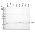 Anti-Cyclin-dependent kinase 2 Cdk2 Antibody Picoband®