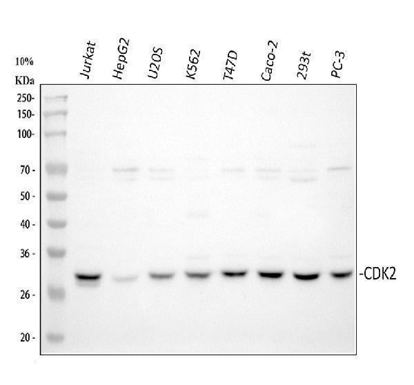 Anti-Cyclin-dependent kinase 2 Cdk2 Antibody Picoband®
