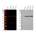 Anti-CD89/FCAR Antibody Picoband®