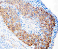 Anti-hCG receptor/LHCGR Antibody Picoband®