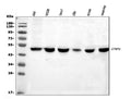 Anti-C-terminal-binding protein 2 CTBP2 Antibody Picoband®