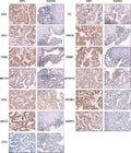 Anti-Cystathionase/CTH Antibody Picoband®