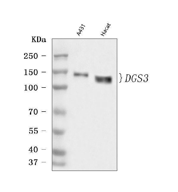 Anti-Desmoglein 3/DSG3 Antibody Picoband®