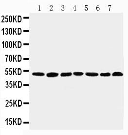 Anti-C-terminal-binding protein 1 CtBP1 Antibody Picoband®