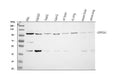 Anti-Eph receptor A1/EPHA1 Antibody Picoband®