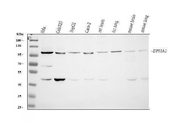 Anti-Eph receptor A1/EPHA1 Antibody Picoband®