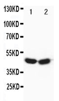 Anti-FOXP3 antibody, PA1577, Western blotting
Lane 1: HELA Cell Lysate
Lane 2: SGC Cell Lysate
