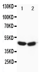 Anti-FOXP3 antibody, PA1577, Western blotting
Lane 1: HELA Cell Lysate
Lane 2: SGC Cell Lysate