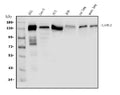 Anti-Laminin subunit gamma-2 LAMC2 Antibody Picoband®