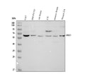 Anti-Dopamine Receptor D3/DRD3 Antibody Picoband®