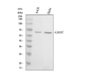 Anti-GRB7 Antibody Picoband®