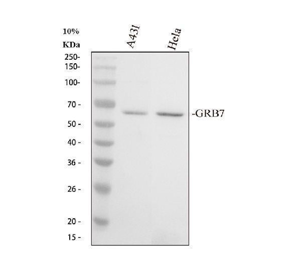 Anti-GRB7 Antibody Picoband®