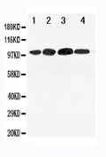Lane 1: 293T Cell Lysate
Lane 2: SMMC Cell Lysate
Lane 3: SW620 Cell Lysate
Lane 4: HELA Cell Lysate