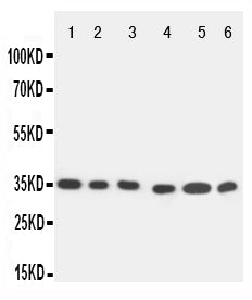 Anti-Caspase 9/CASP9 Antibody Picoband®