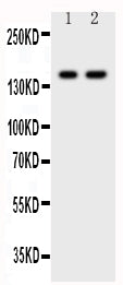 Anti-CD45/PTPRC Antibody Picoband®