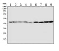 Anti-HDJ2/DNAJA1 Antibody Picoband®