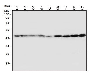 Anti-HDJ2/DNAJA1 Antibody Picoband®