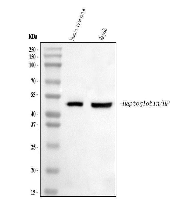 Anti-Haptoglobin/HP Antibody Picoband®