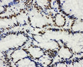 Anti-Histone deacetylase 3 HDAC3 Antibody Picoband®